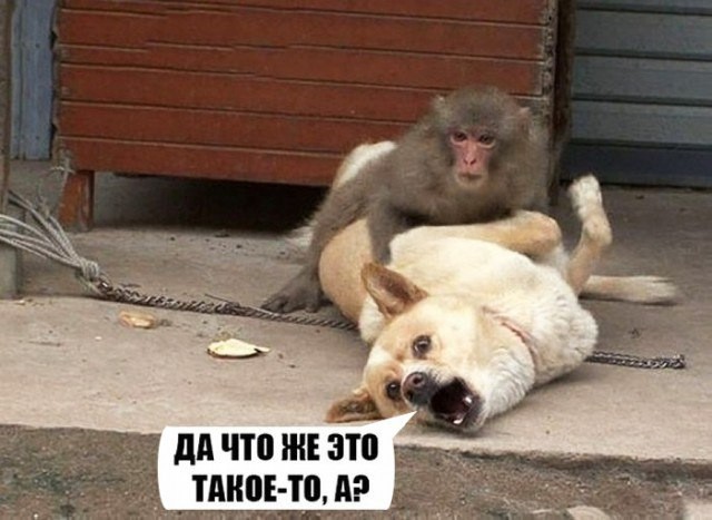 Да что же это такое-то, А?