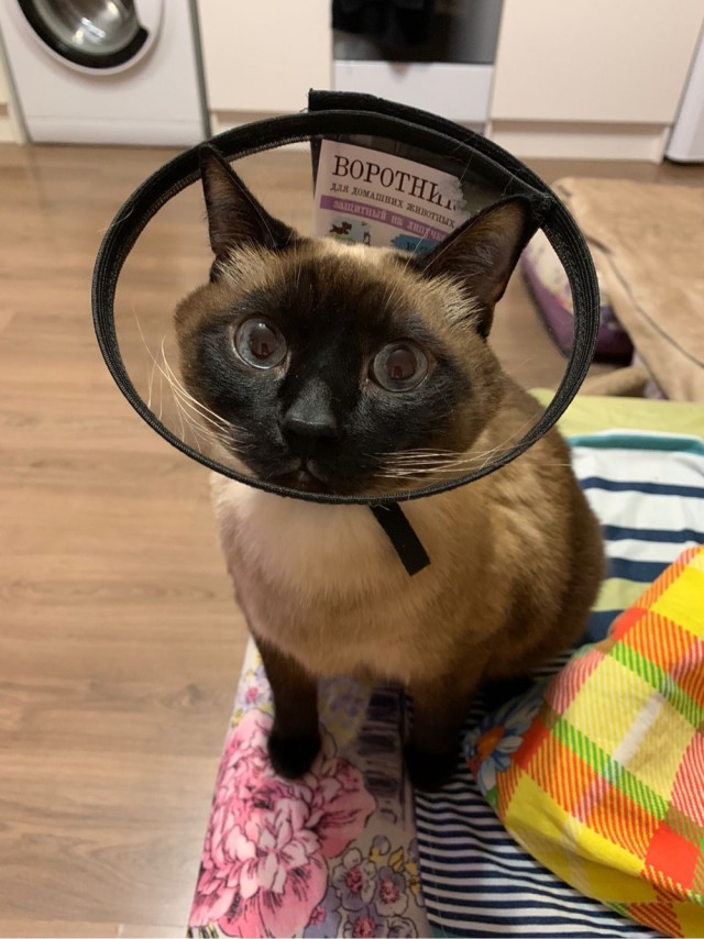 Ну, поехали в котоввторник!