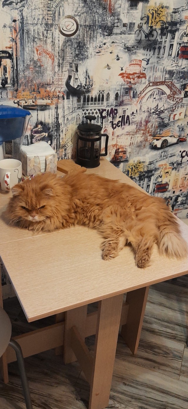 Котовторник. Немного сицилийских котов.