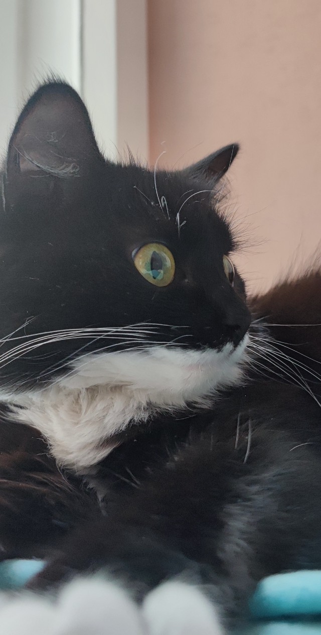 Ура! Котовторник.