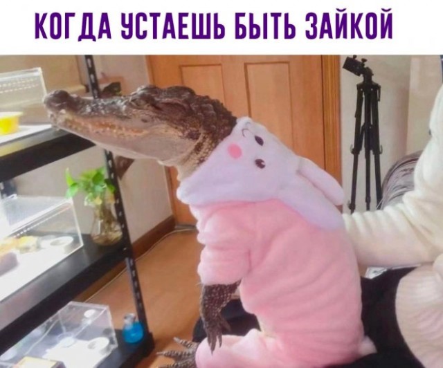 Картинки и мемы для настроения - 17