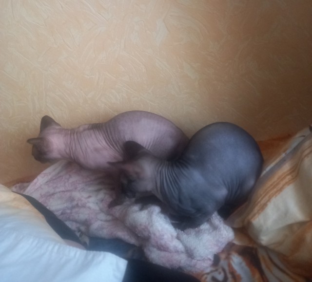 С Котовторником вас! Зовут Чеса!