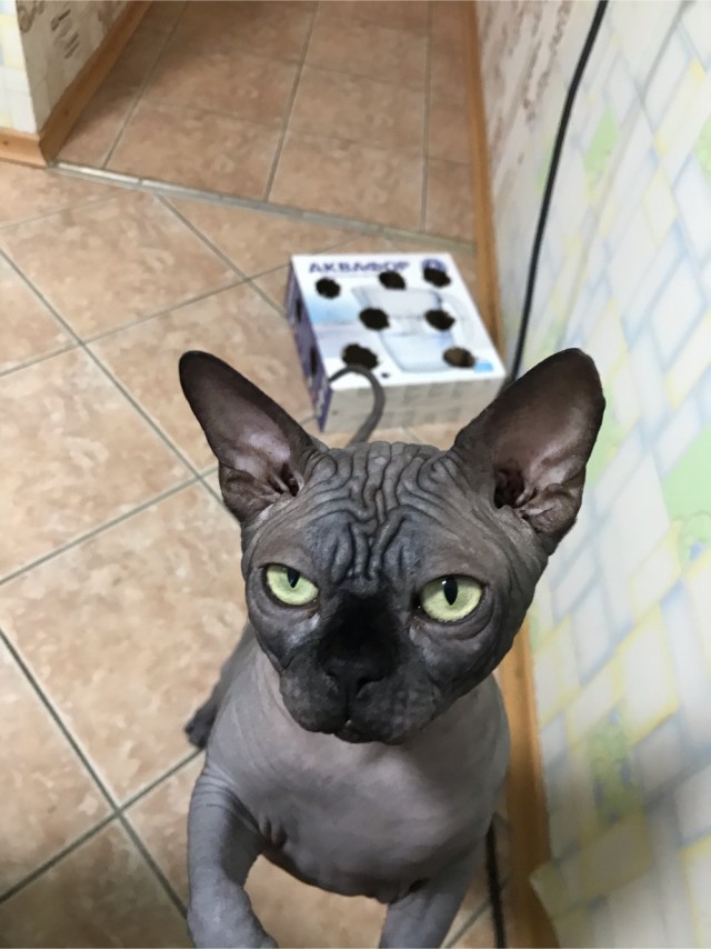 Котовторник 18.10.22
