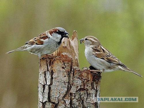 Эти интересные воробьи