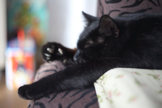 Чёрные коты не такие