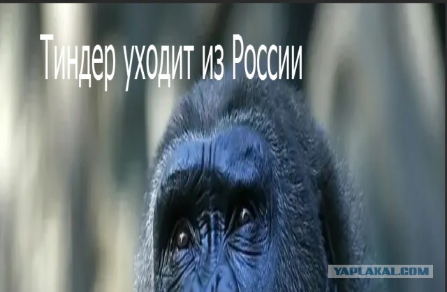 Ой беда-то какая... Сервис знакомств Тиндер уходит из России