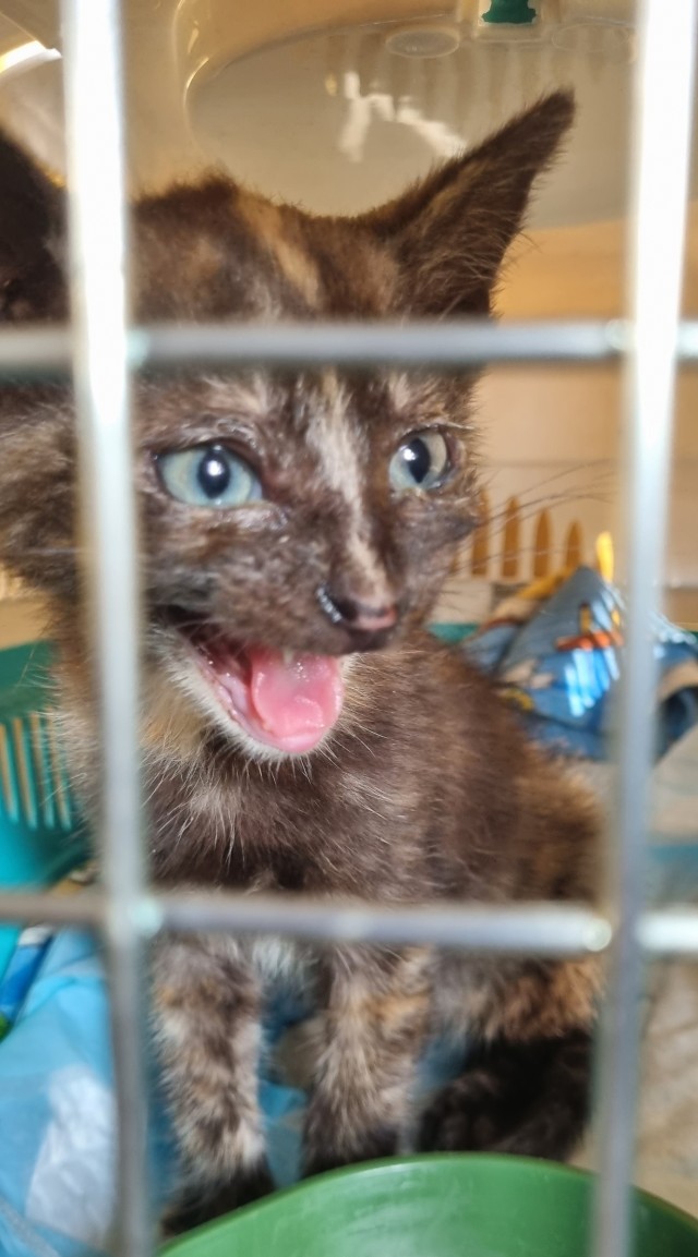 Котовторнику посвящается-Подобрашка