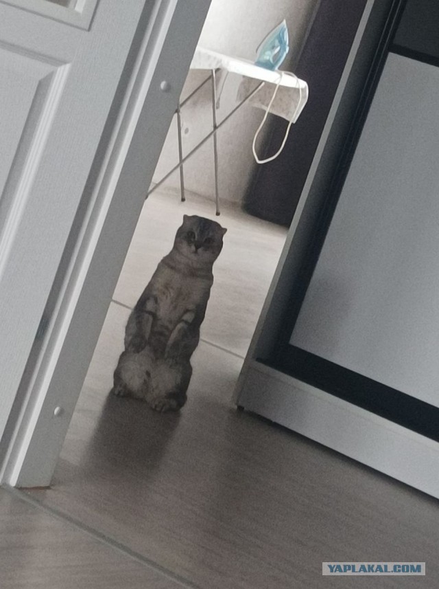 Кошка Фрося, продолжение
