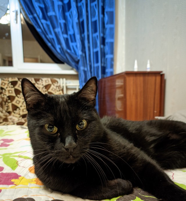 С котовторником ЯПовцы