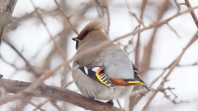 Свиристели, свиристели... пообедать прилетели!