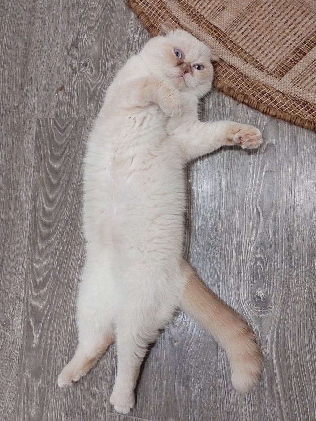 Все собаки дураки!