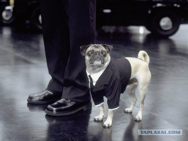 Да откройте же дверь наконец!