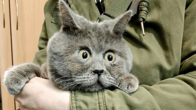 Чеширский Кот существует