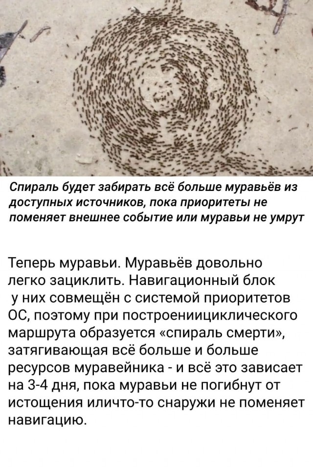 Баги в природе