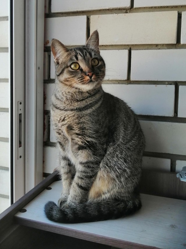 Котэ