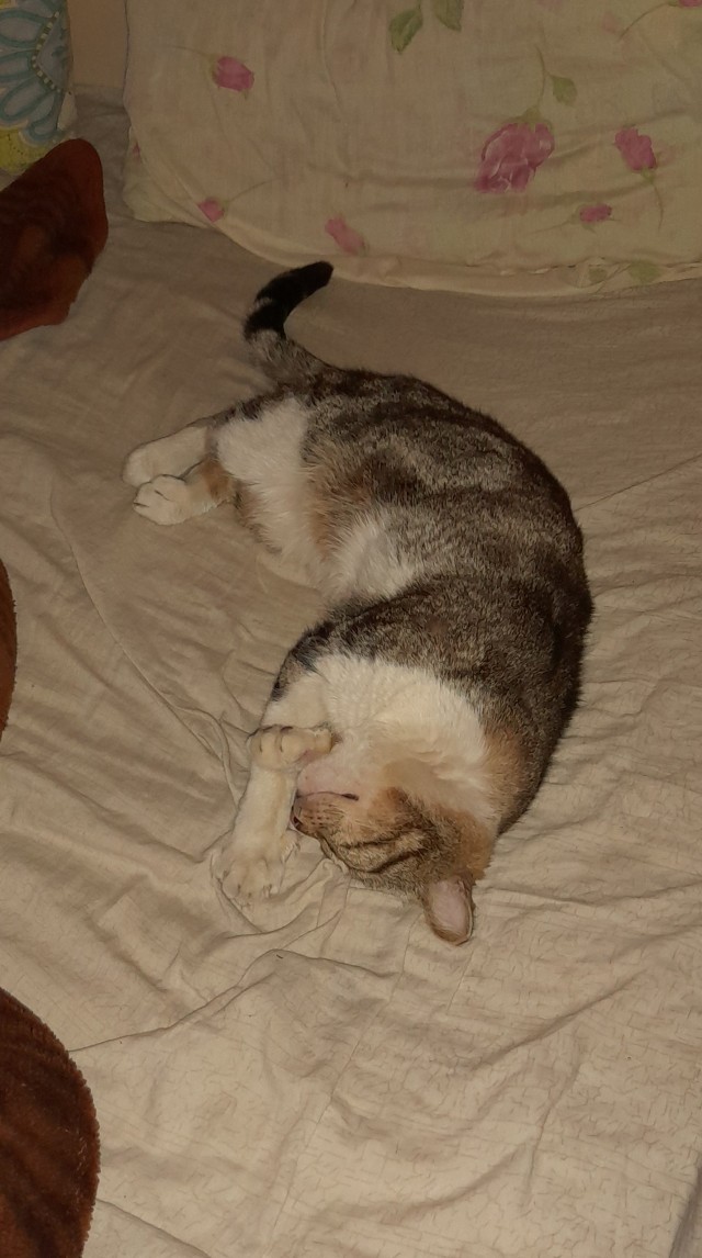 Спящий кот