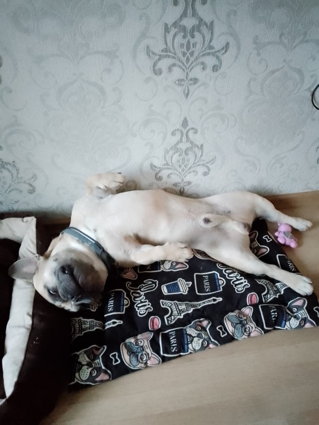 А как спят ваши питомцы?