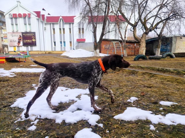 Появилась собака.