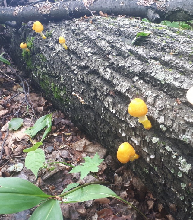 Грибной поход . День второй