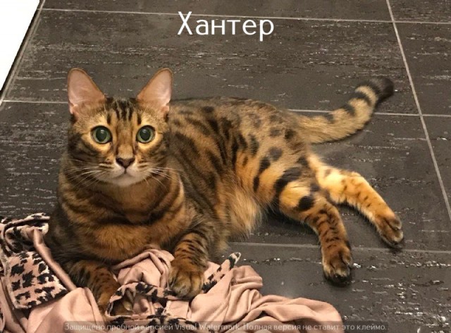 Жизнь домашнего приюта "Котоленд" 522