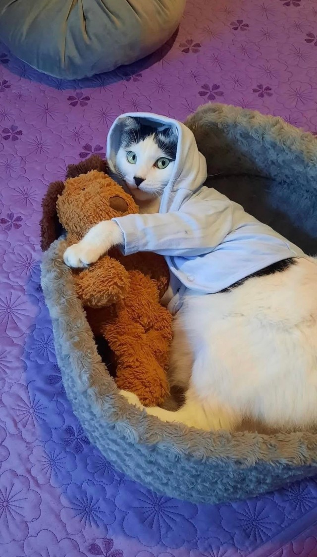 Пожилая женщина каждый день наряжает и фотографирует своего кота