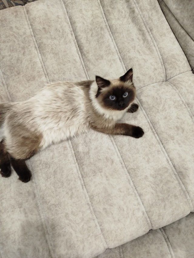Котовторник же!