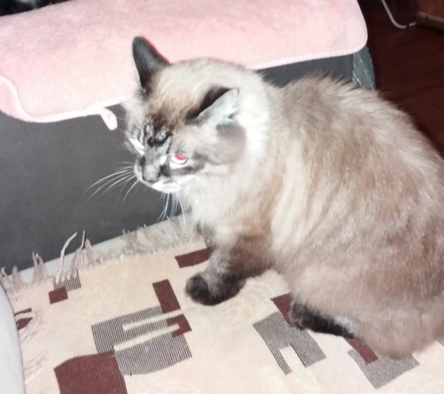 Друзья (котовторник)