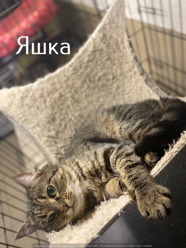 Жизнь домашнего приюта "Котоленд" 535