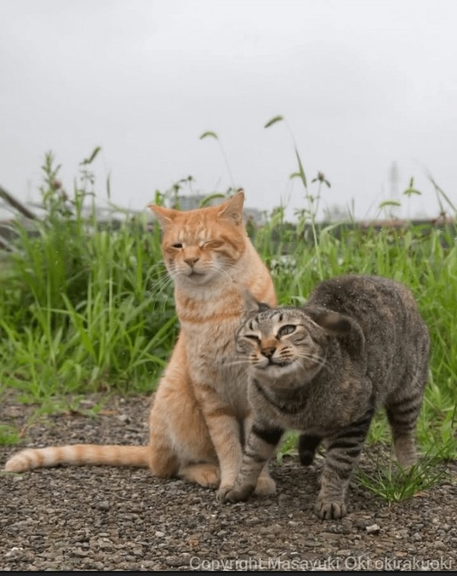 Котиков много не бывает))) отдохните от суетного мира