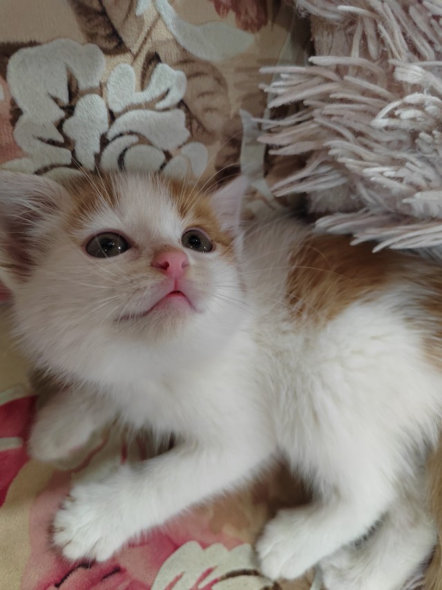Кошки разные нужны, кошки разные важны