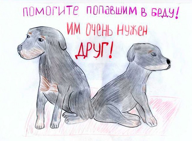 Помощь животным в затопленном Хабаровске