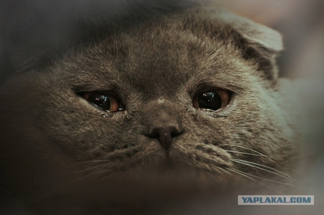 Кошачья безысходность