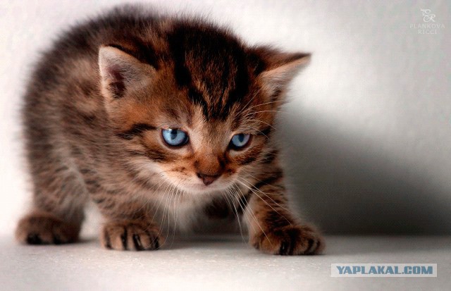 Маленький убийца