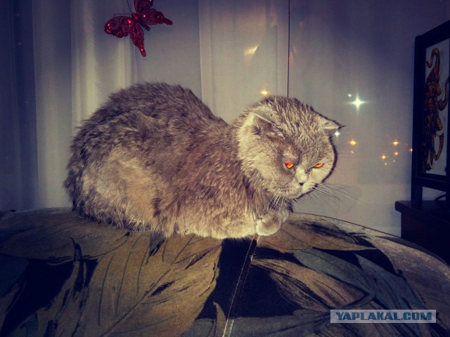 Сегодня мыли котов :3