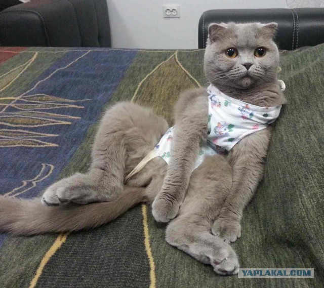 Котовторник 18.03.2014