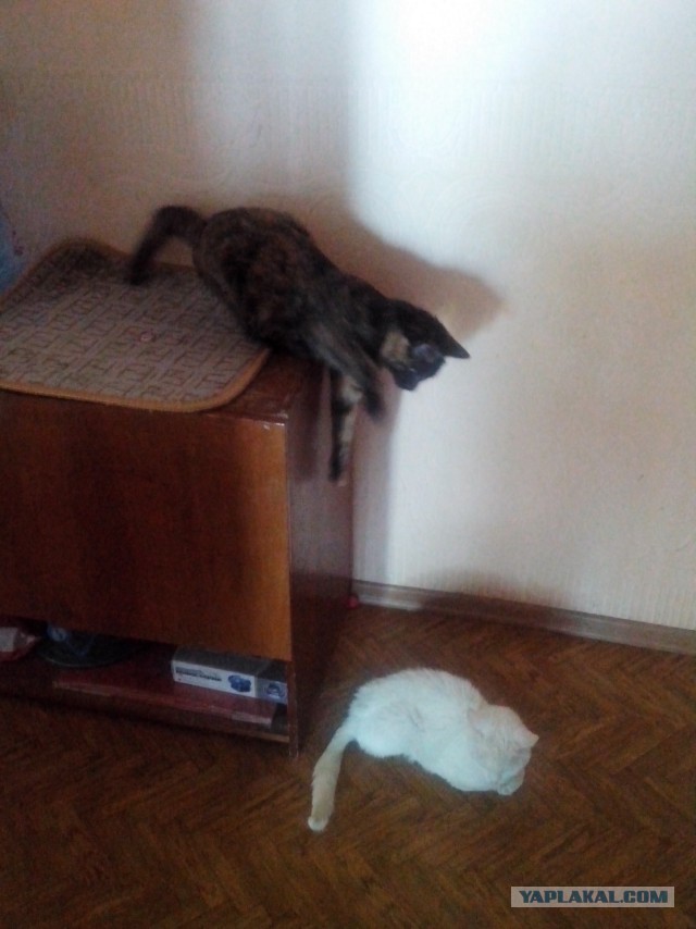 Котовторник 6.05.2014