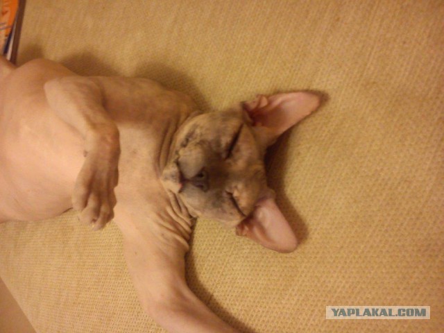 Котовторник 22.07.14