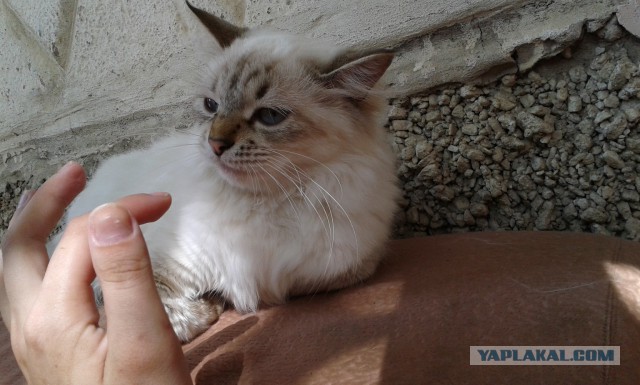 Котовторник 26.08.14.