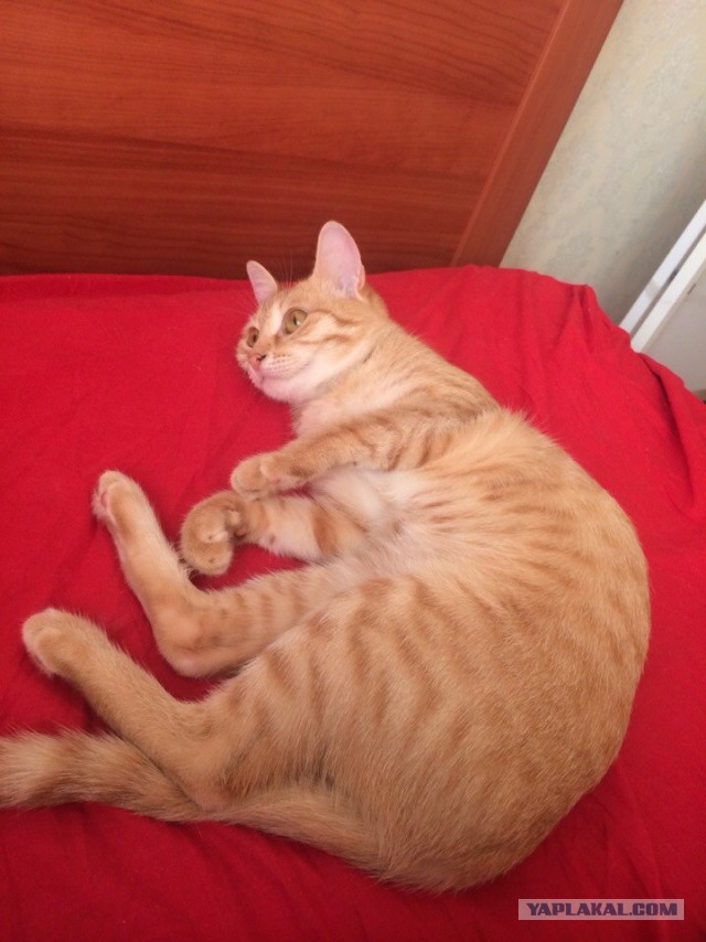 Котовторник 26.08.14.