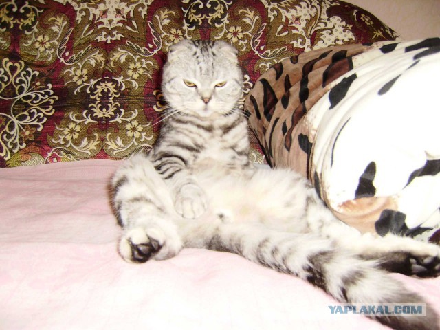 Котовторник 30.09.2014