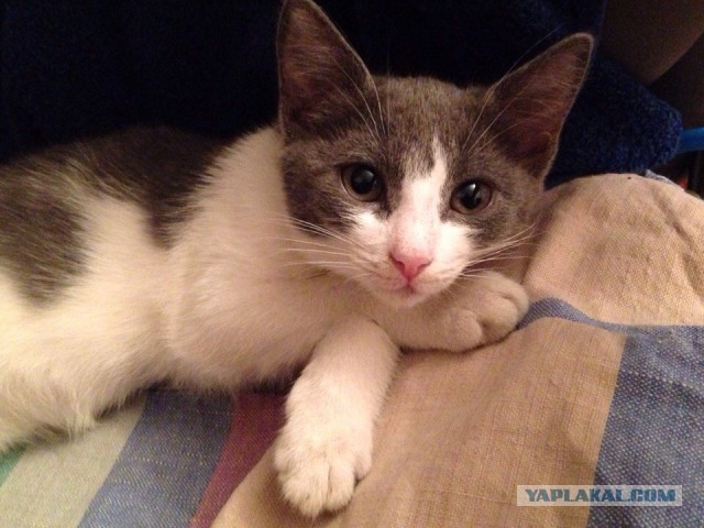 Котовторник 25.11.2014
