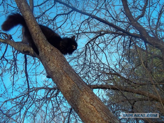 Жизнь домашнего приюта для котеек 56