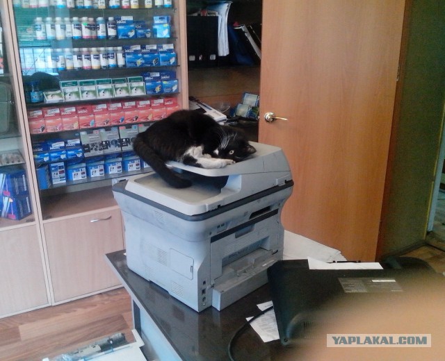 Котэ перепутал лоток