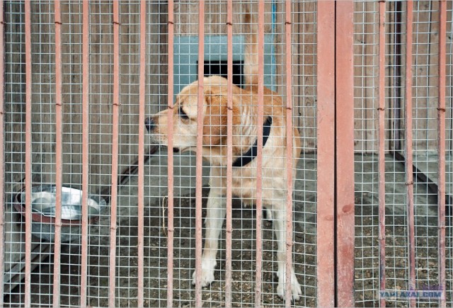 Центр кинологической службы Упр-ния на транспорте