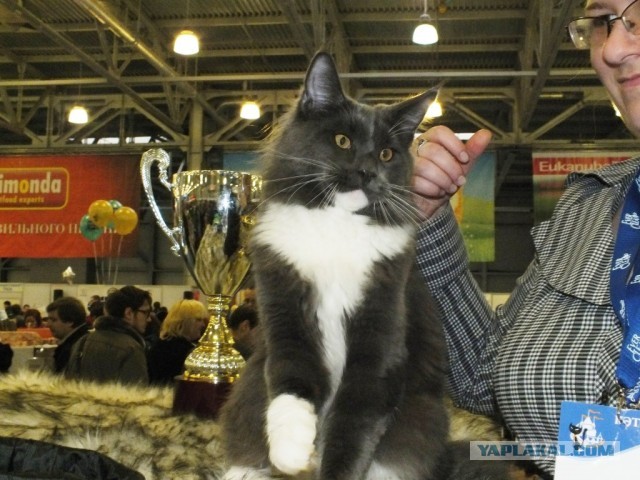 Котовторник 12.03.13