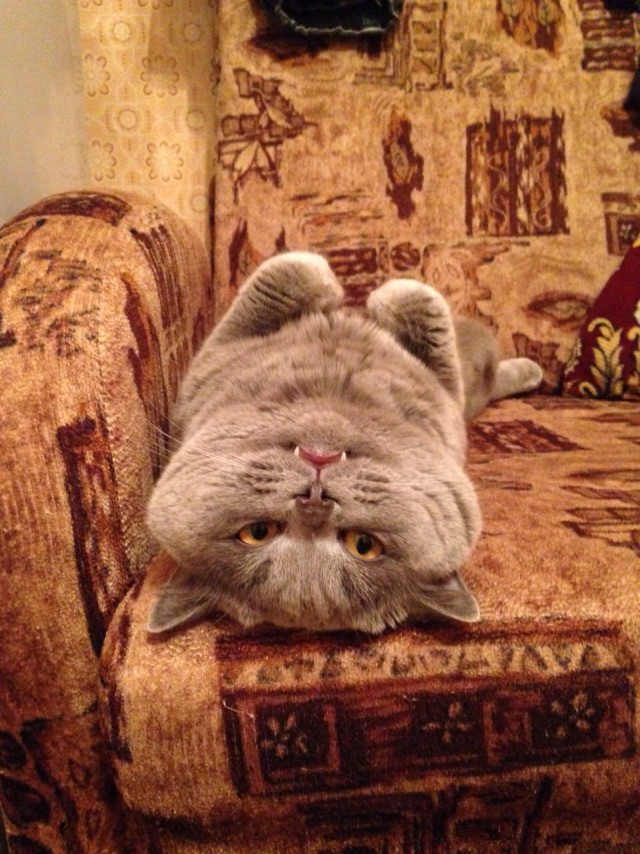 Котовторник