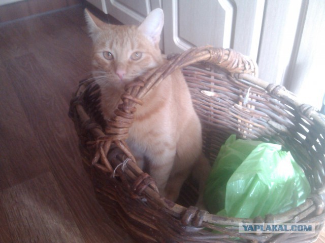 Котовторник  21.07.2015
