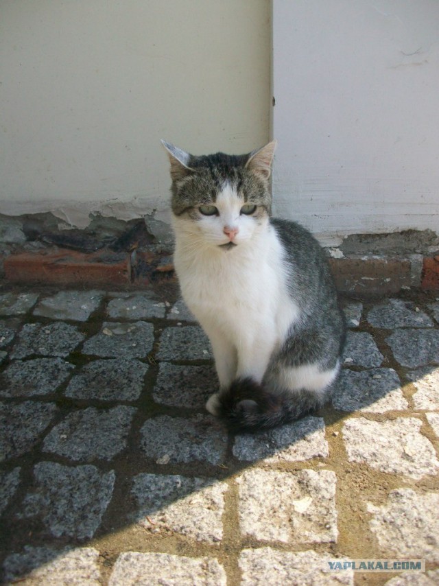 Коты Крыма