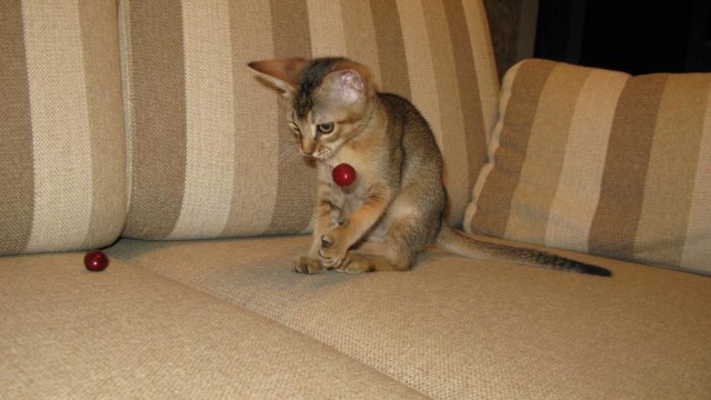 Кот Костя ищет хозяина!