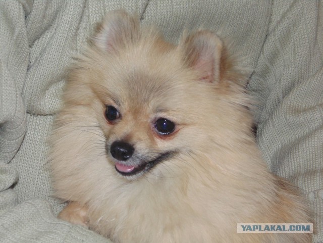 Собакочетверг же, ау!